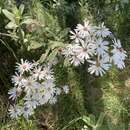 Image of Olearia phlogopappa subsp. continentalis Messina