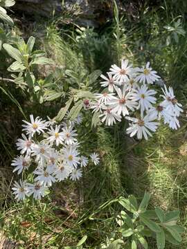 Image of Olearia phlogopappa subsp. continentalis Messina