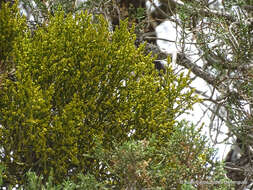 Слика од Phoradendron minutifolium Urb.