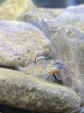 Image of Headwater Darter