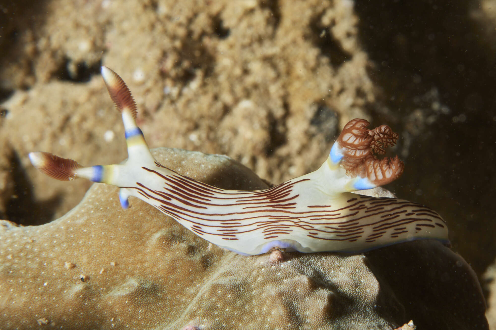 Image of Fine lined slug