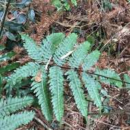 Imagem de Pteris amoena Bl.