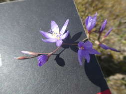 Image of Geissorhiza purpurascens Goldblatt