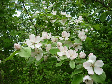 Image of Medlar