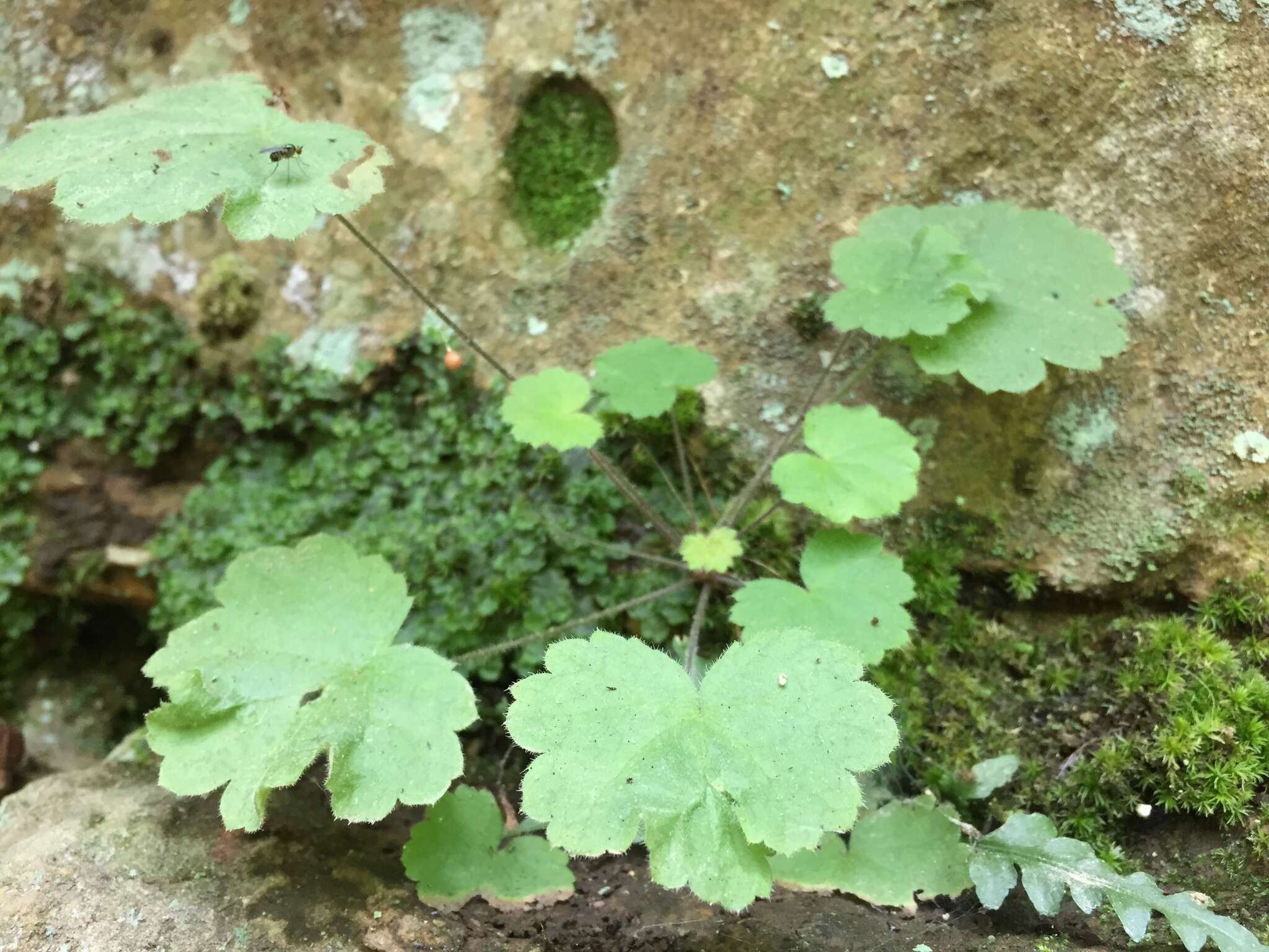 Image of littleleaf alumroot