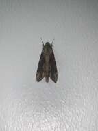 Image of Oleander sphinx moth