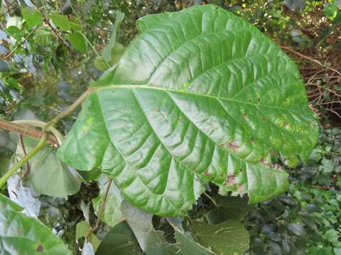 Image of Tonic root