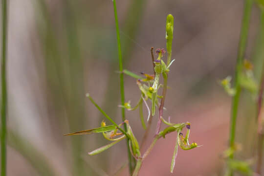 Plancia ëd Arthrochilus irritabilis F. Muell.