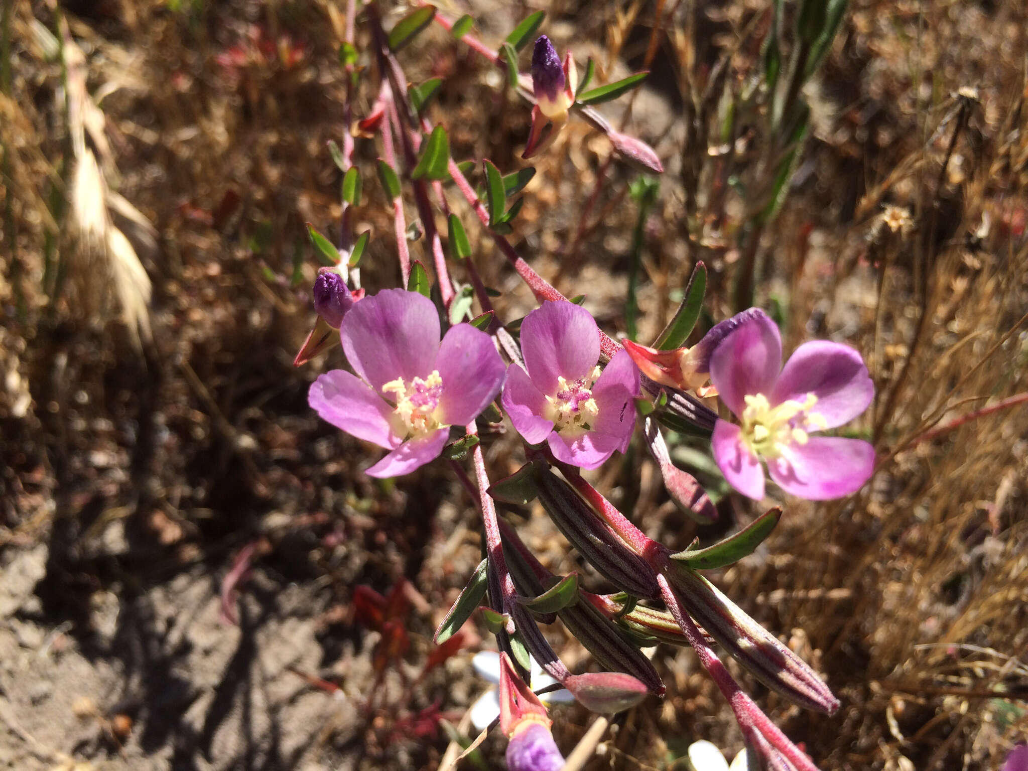 Image of Davy's clarkia