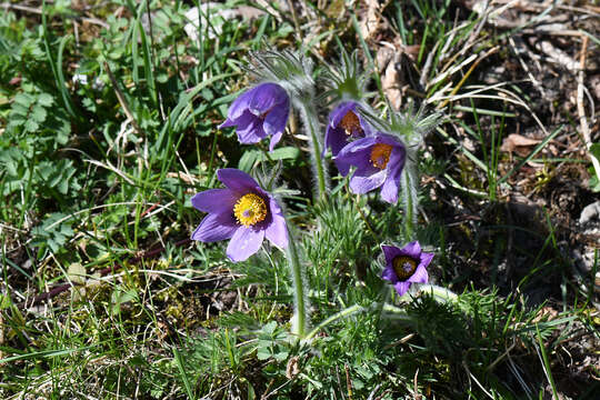 Image of European pasqueflower