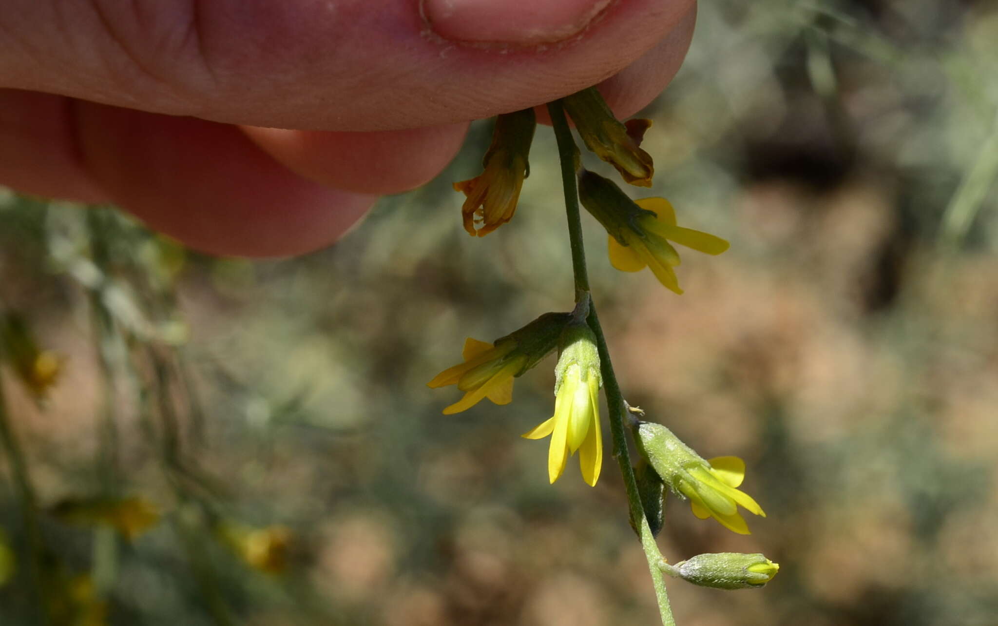 Image of <i>Calobota halenbergensis</i>