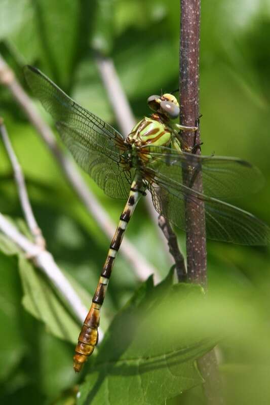 صورة Erpetogomphus designatus Hagen ex Selys 1858