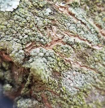 Image of rim lichen