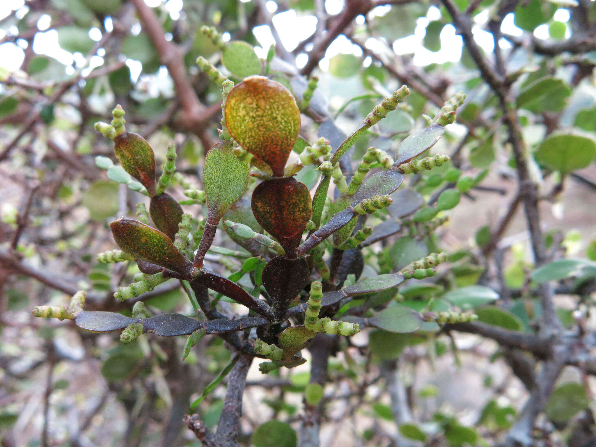 Image of Korthalsella lindsayi (D. Oliver) Engl.