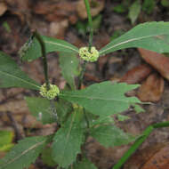 Image of Virginia water horehound