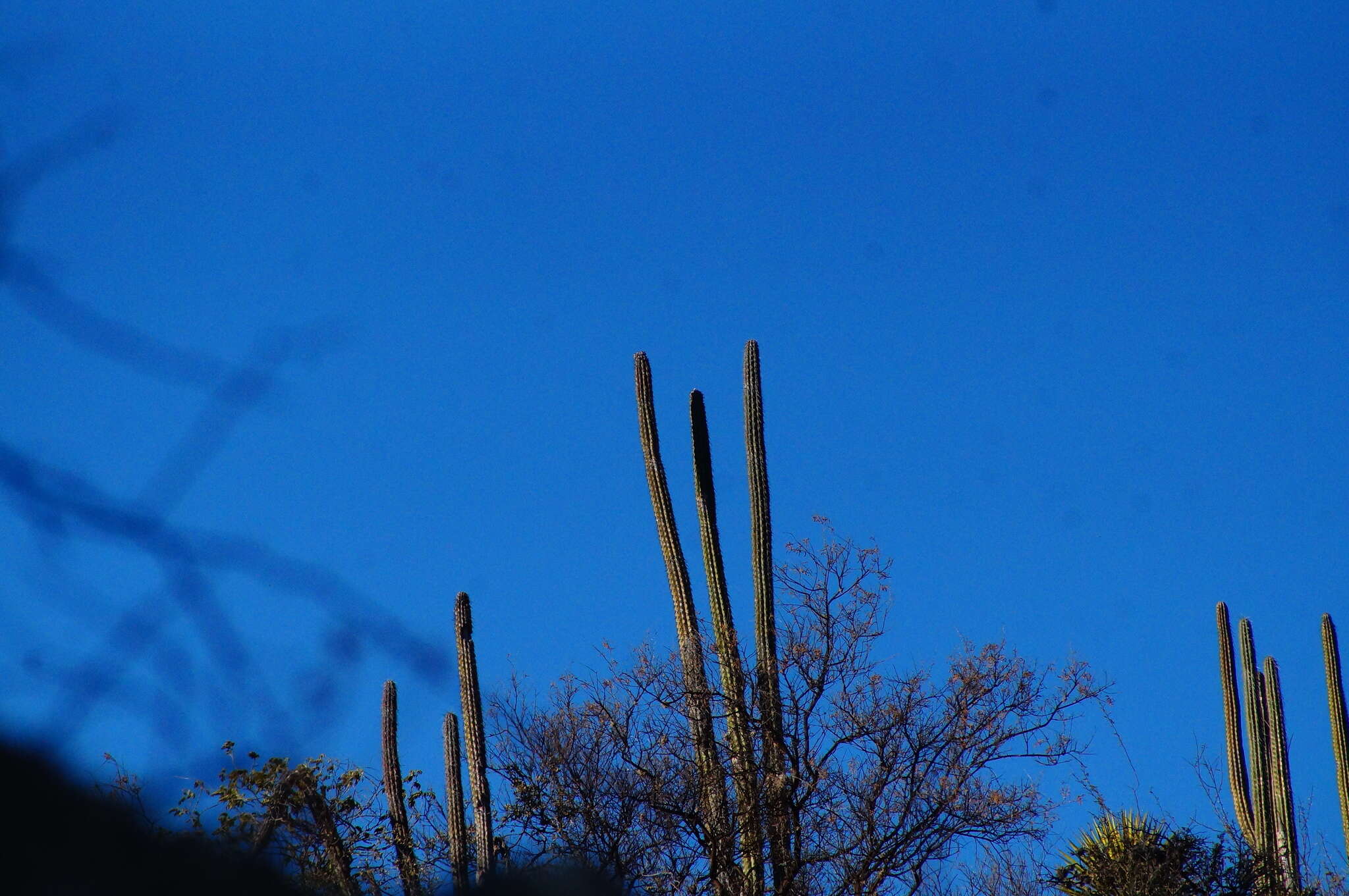 Image of Pachycereus hollianus (F. A. C. Weber) Buxb.