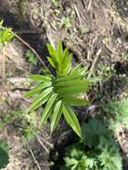 Imagem de Sorbus tianschanica Rupr.