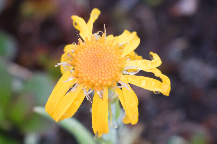 Image of fuscate groundsel