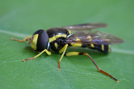 Image of Xanthogramma pedissequum (Harris 1776)