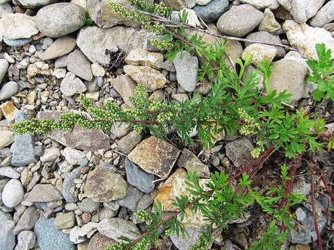 Image of Artemisia littoricola Kitam.