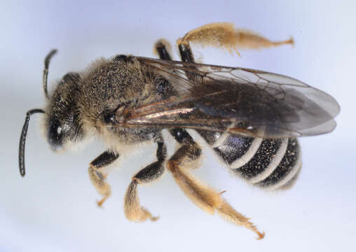 Image of Orange-legged furrow bee