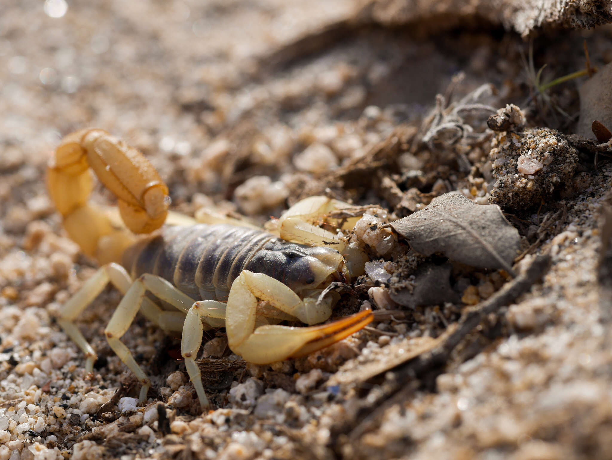 Image of Hadrurus anzaborrego Soleglad, Fet & Lowe 2011