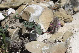 Image of downy prairie clover