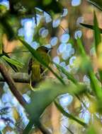 Image of Andaman Bulbul