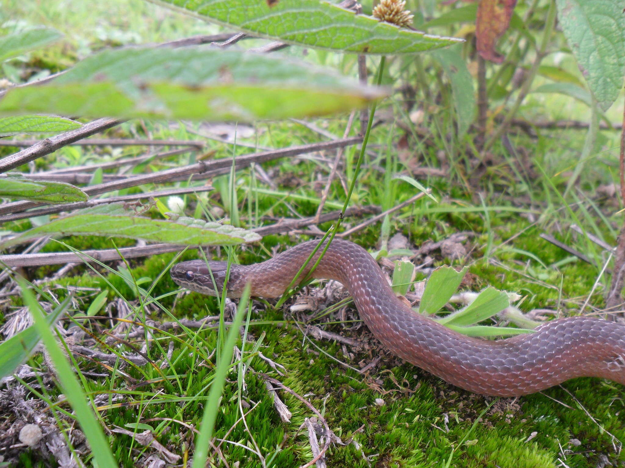 Image of Crowned Graceful Brown Snake