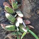 Слика од Gasteria pillansii Kensit