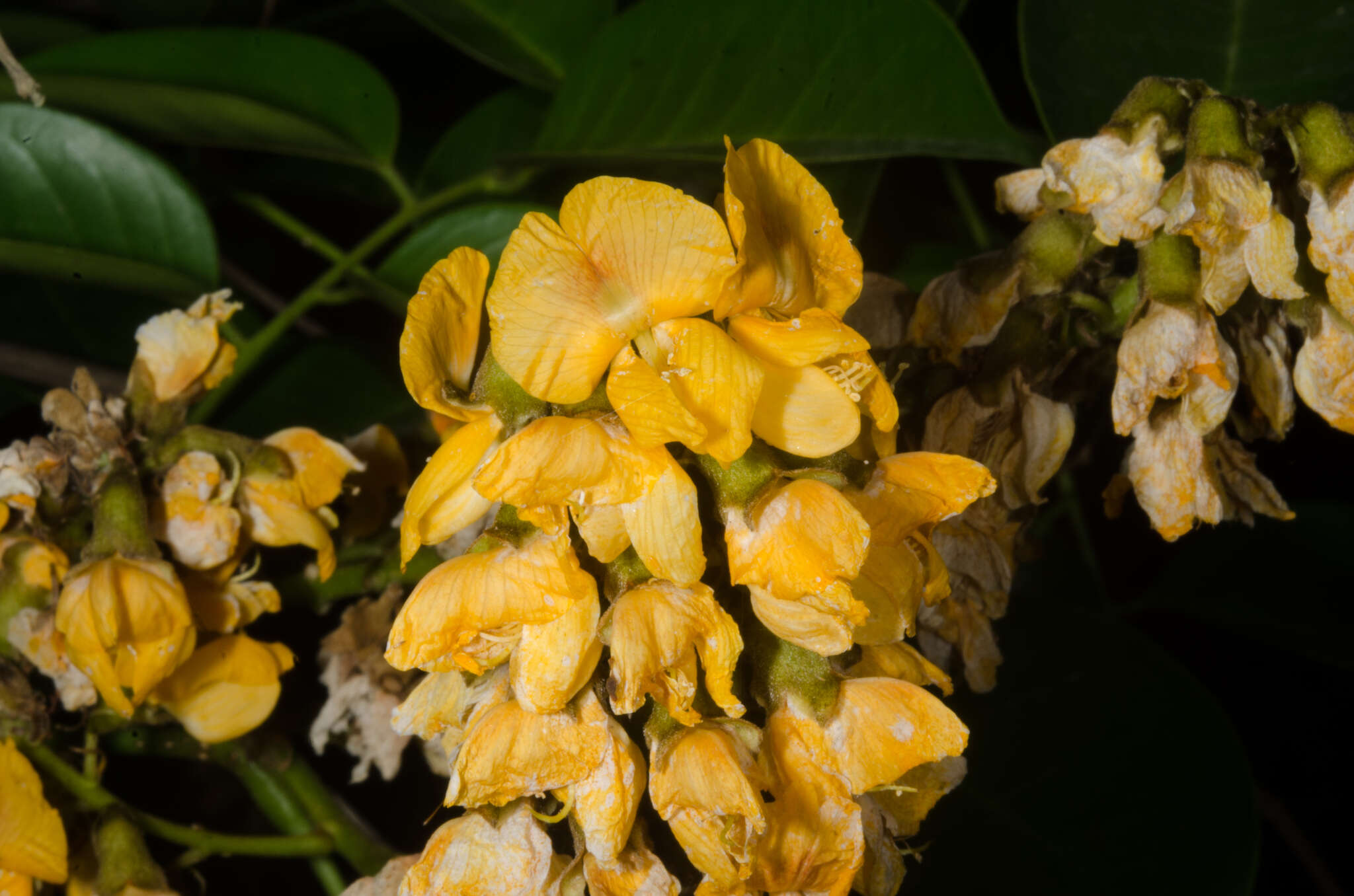 Image of Pterocarpus santalinoides DC.