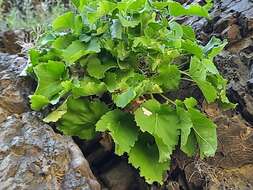 Image of Campanula pendula M. Bieb.