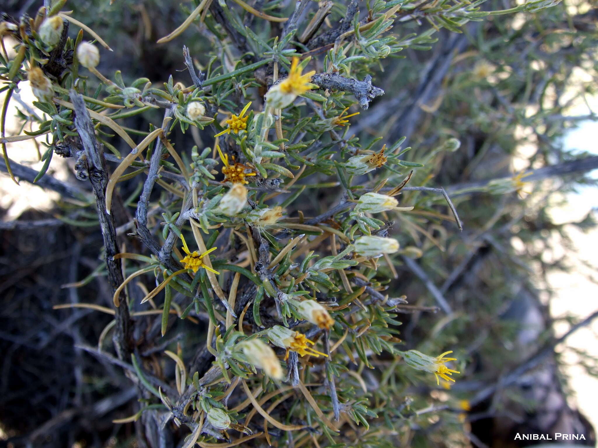 Image de Brachyclados lycioides D. Don