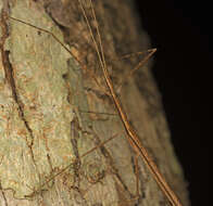 Image of Sipyloidea larryi Hasenpusch & Brock 2007