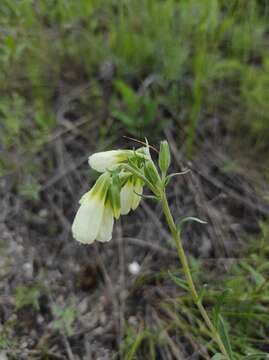 Image of Onosma tanaitica