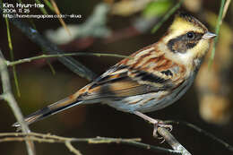 Image of Yellow-throated Bunting