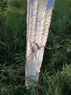 Image of Oaxacan Oak Anole