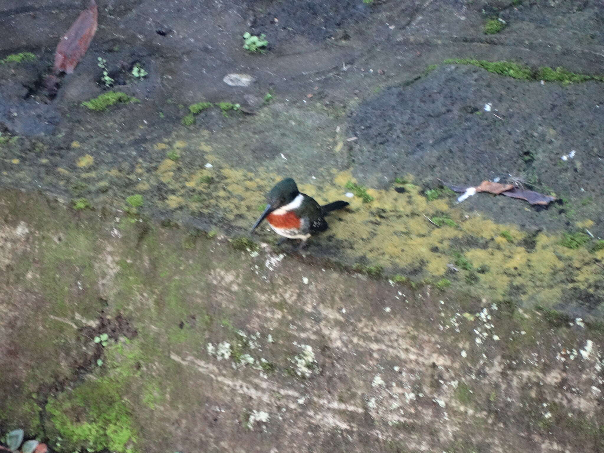 Image of Green Kingfisher