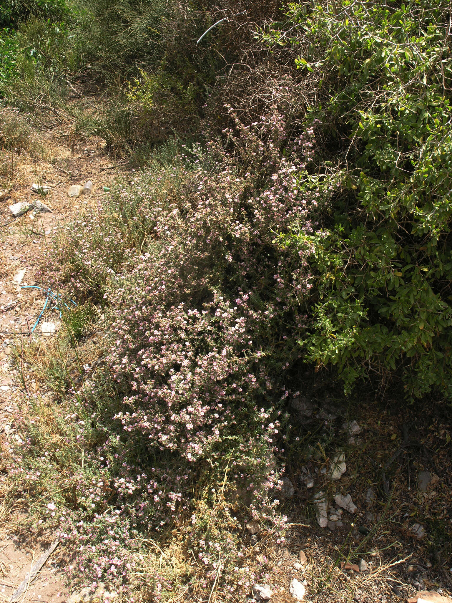 Image de Frankenia corymbosa Desf.