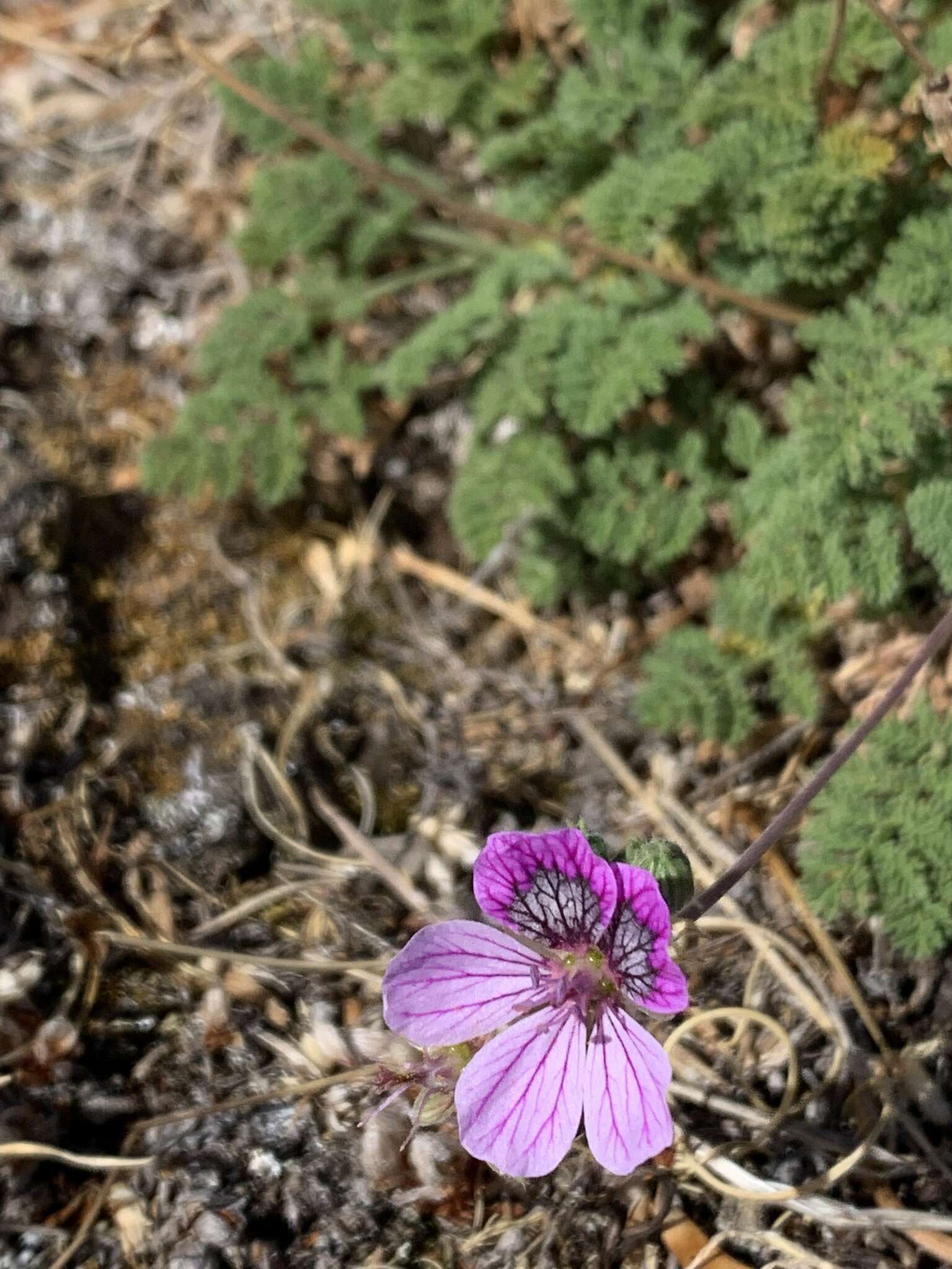 Sivun Erodium glandulosum (Cav.) Willd. kuva