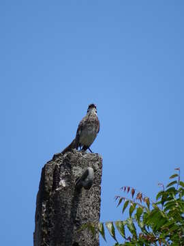 Image of Long-tailed Mockingbird