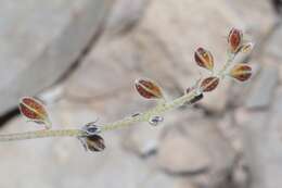 Image de Pomaria melanosticta S. Schauer