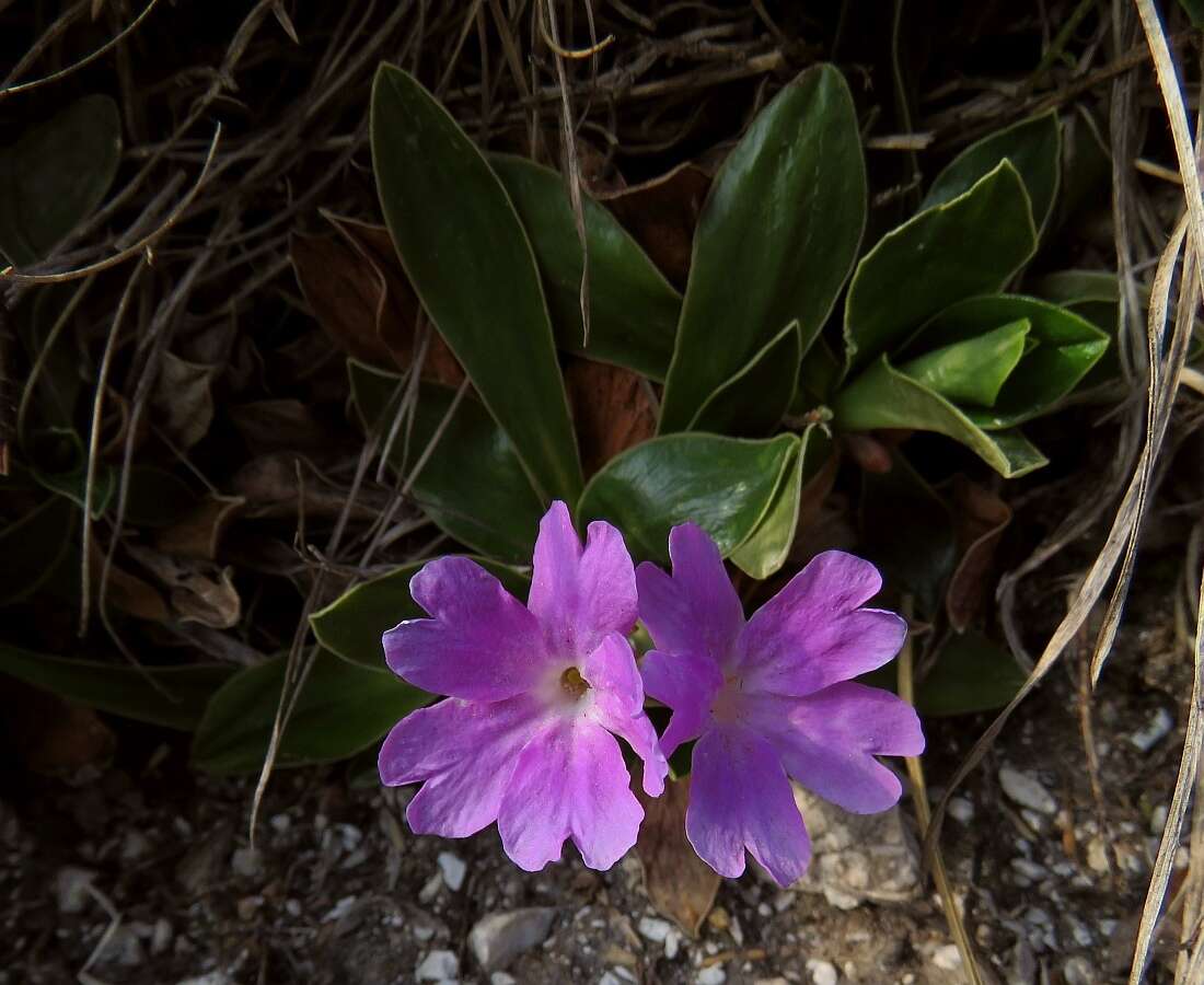 Image of Primula wulfeniana Schott