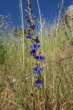 Image of San Bernardino larkspur