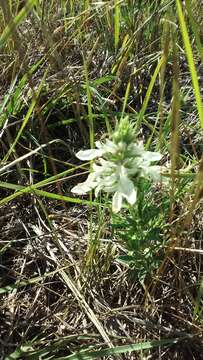 Teucrium laciniatum Torr.的圖片