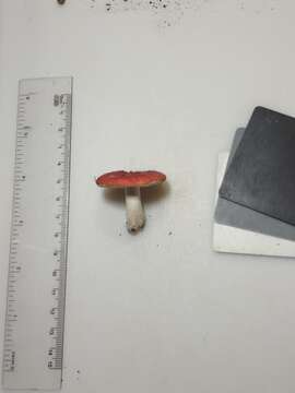 Image of Russula henningsii Sacc. & P. Syd. 1902