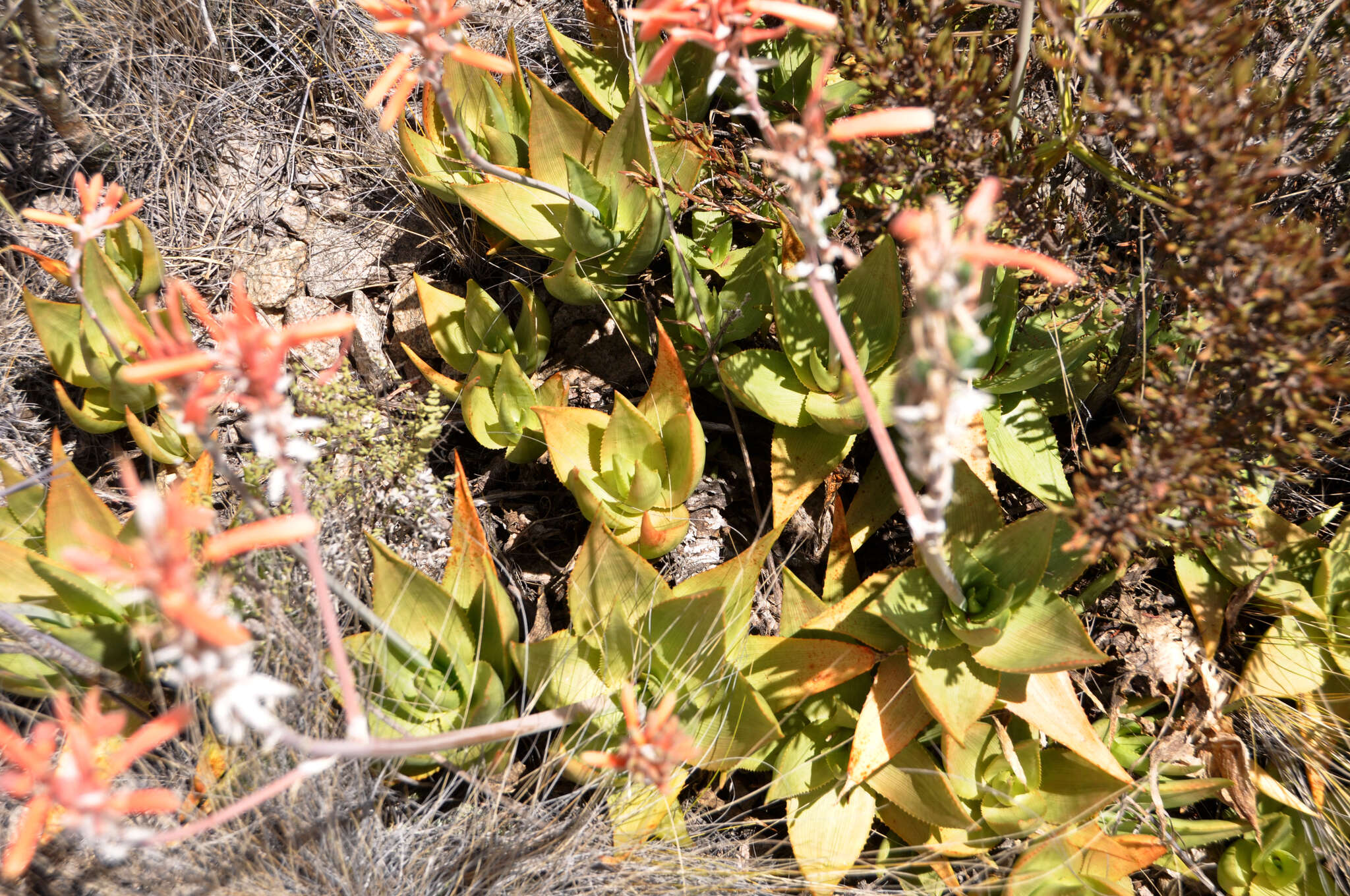 Image de Aloe deltoideodonta Baker