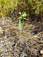 Euphorbia inundata var. inundata resmi