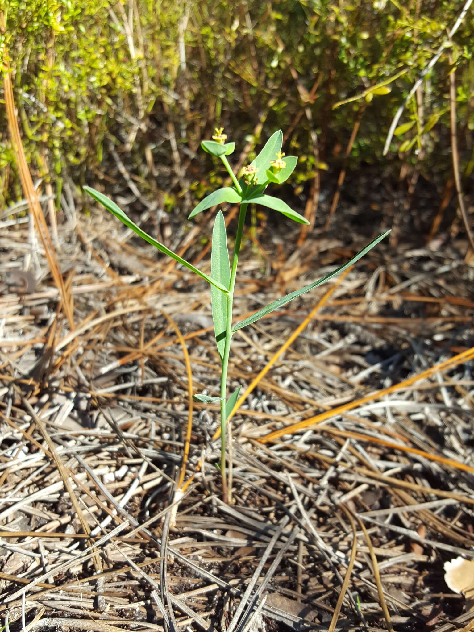 Euphorbia inundata var. inundata resmi