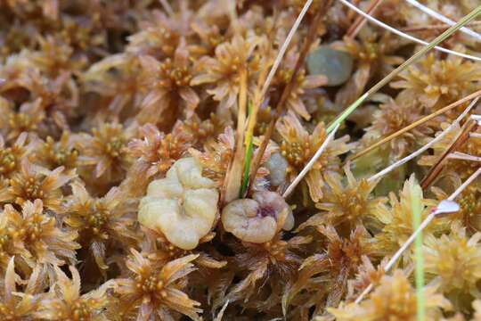 Sivun Ascocoryne turficola (Boud.) Korf 1971 kuva